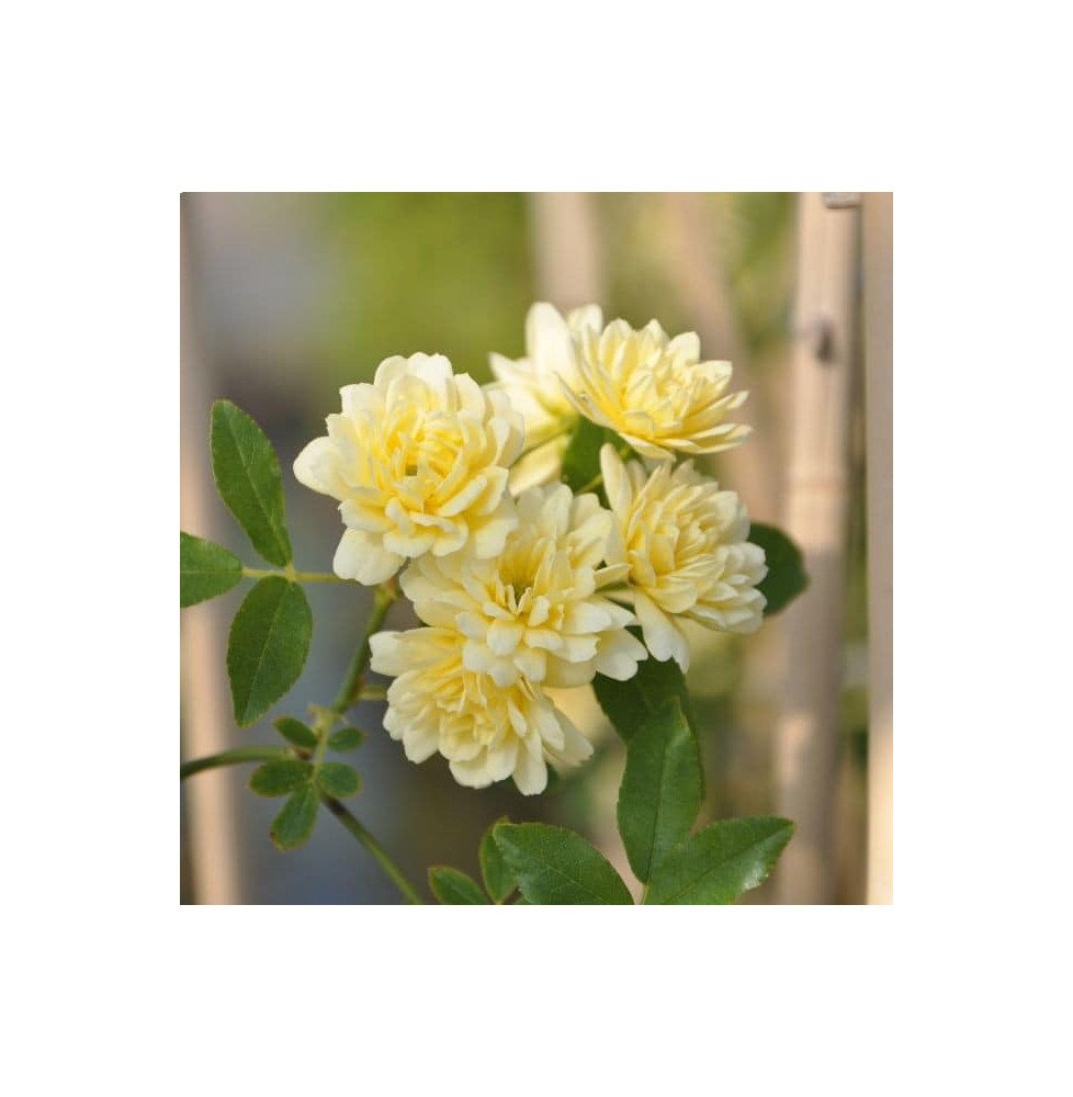 Pépinières Français PF_Rosier-de57 Rosier de Banks 'Lutea' - rosa banksiae