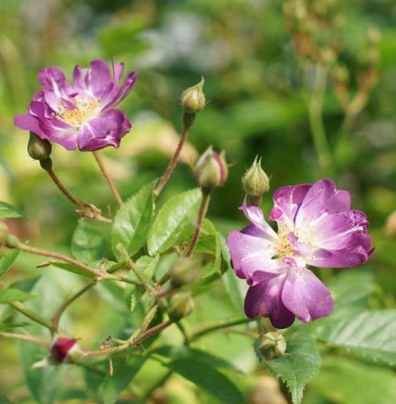 Pépinières Français PF_Rosier-lia Rosier liane 'Veilchenblau' - rosa