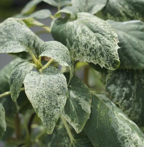 Schizophragma hydrangeoides 'Burst of Light' - faux hortensia grimpant