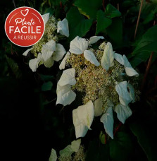 Schizophragma hydrangeoides - faux hortensia grimpant