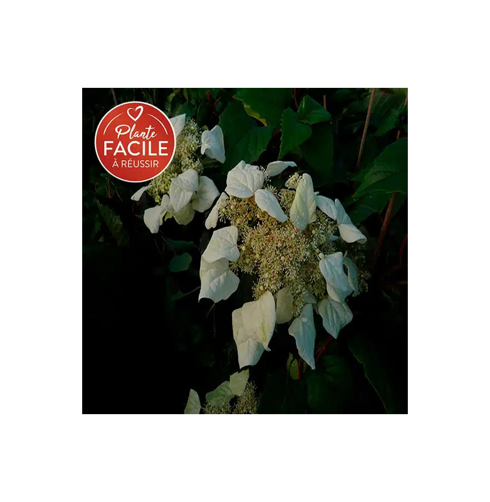 Schizophragma hydrangeoides - faux hortensia grimpant