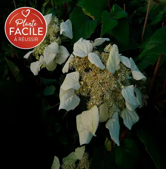 Pépinières Français PF_Schizophra0 Schizophragma hydrangeoides - faux hortensia grimpant