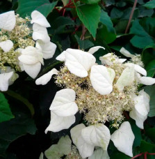 Schizophragma hydrangeoides - faux hortensia grimpant