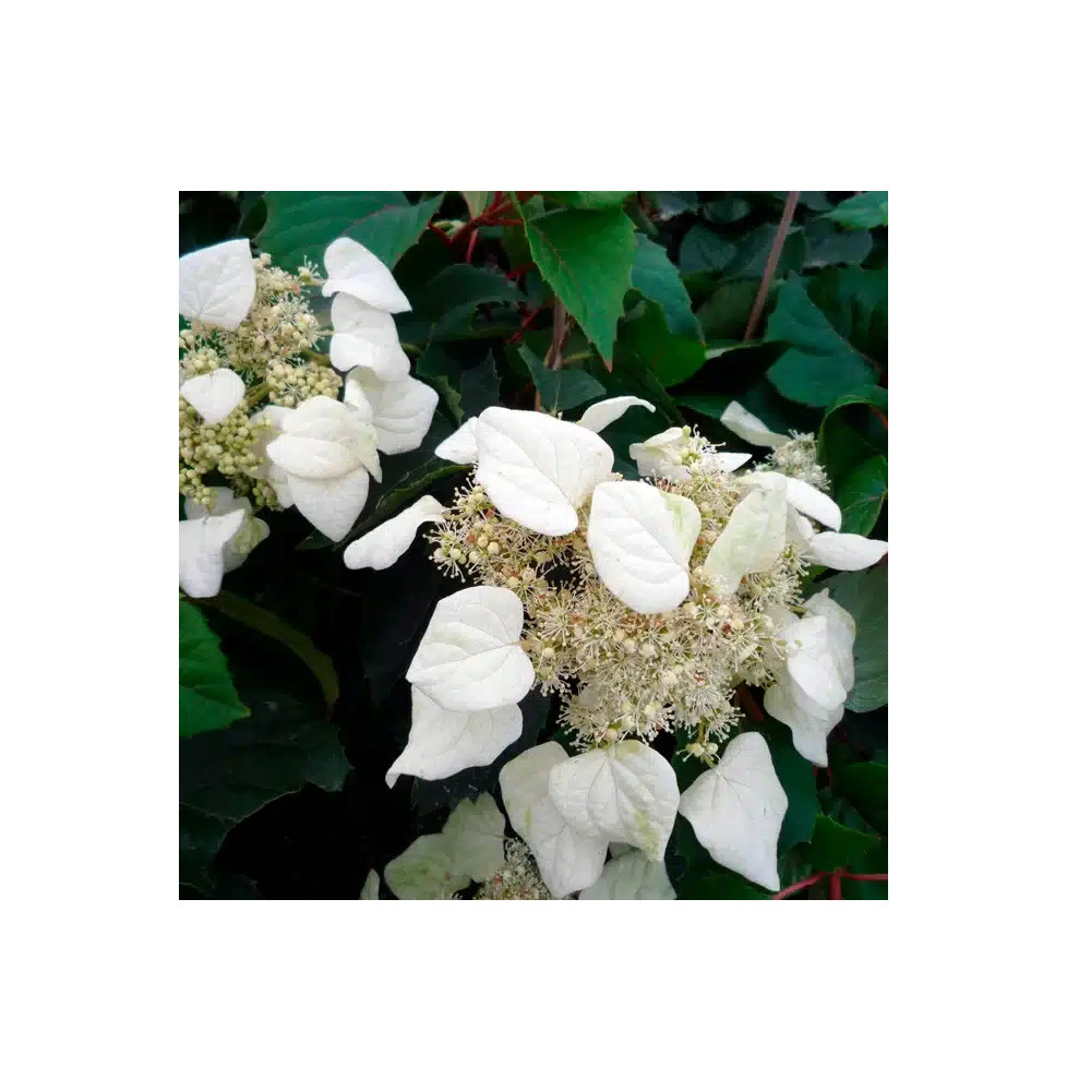 Schizophragma hydrangeoides - faux hortensia grimpant