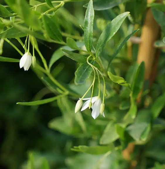 Sollya 'Alba' - billardiera heterophylla