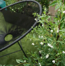 Sollya 'Alba' - billardiera heterophylla