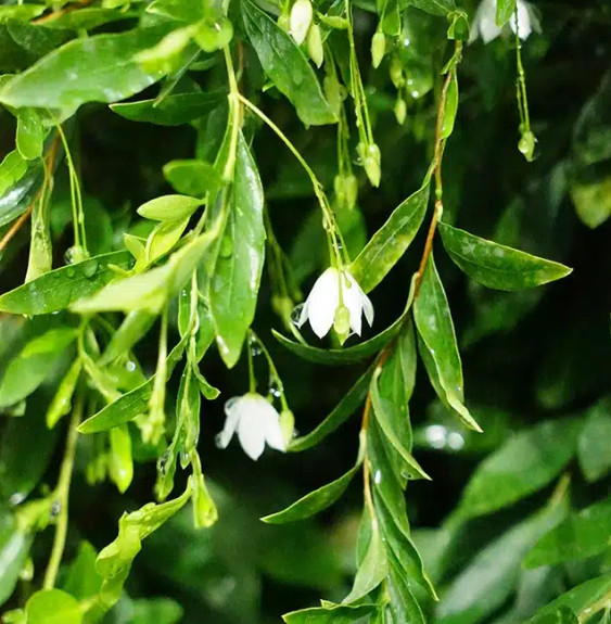 Pépinières Français PF_Sollya-Alb Sollya 'Alba' - billardiera heterophylla