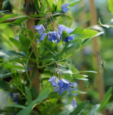 Sollya heterophylla - Billardiera heterophylla