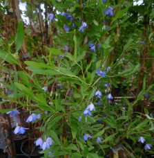 Sollya heterophylla - Billardiera heterophylla