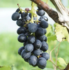 Vigne 'Alphonse Lavallée' –  vitis vinifera