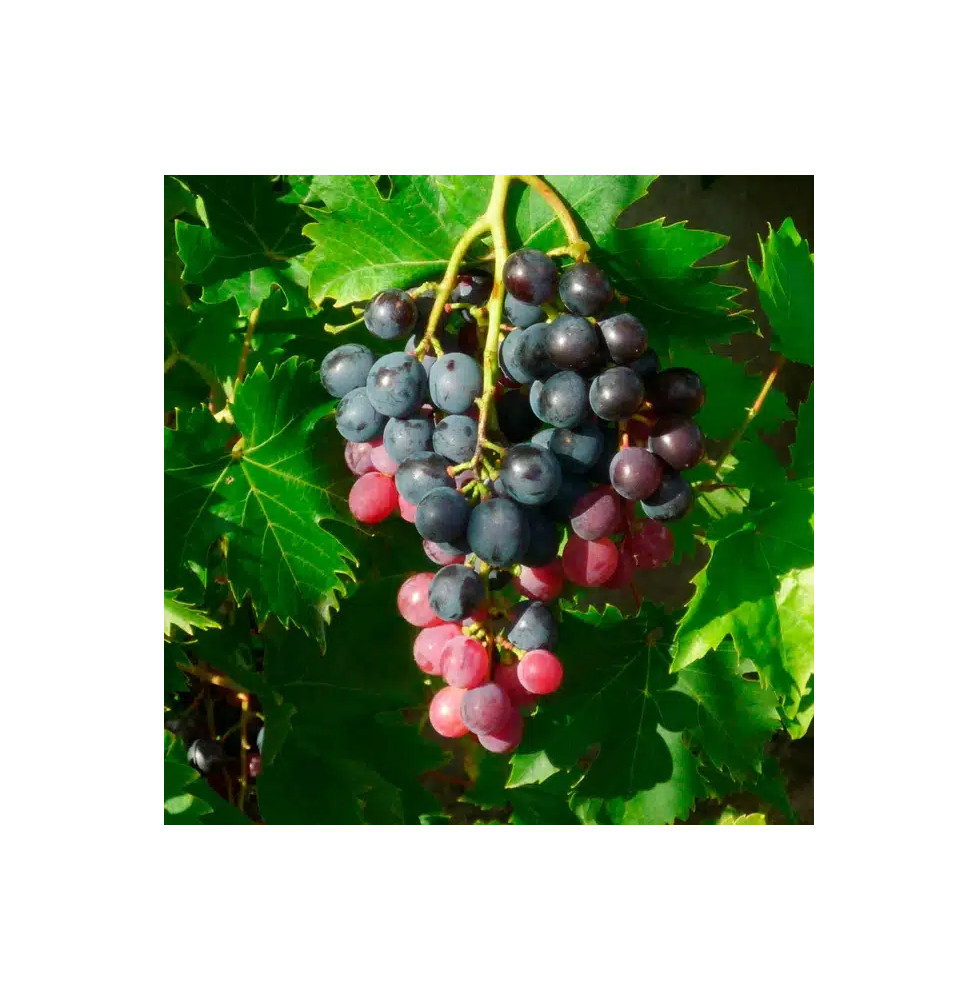 Vigne 'Ampelia® Aladin' - vitis vinifera