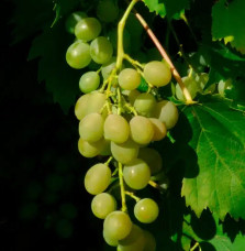 Vigne 'Ampelia® Amandin' - vitis vinifera