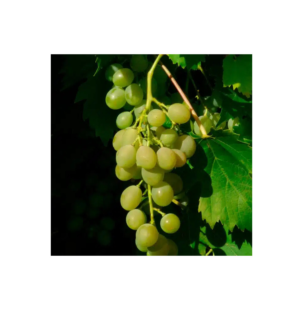 Vigne 'Ampelia® Amandin' - vitis vinifera