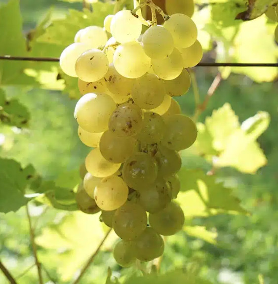 Vigne 'Ampelia® Candin' –  vitis vinifera