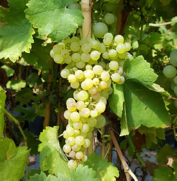 Vigne 'Chasselas Doré' - vitis vinifera