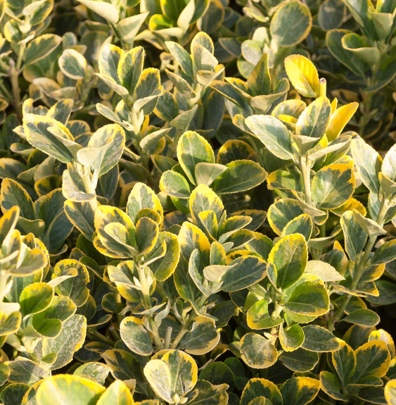 EUONYMUS japonicus ‘Aureomarginatus’ / Fusain du Japon 'Aureomarginatus'