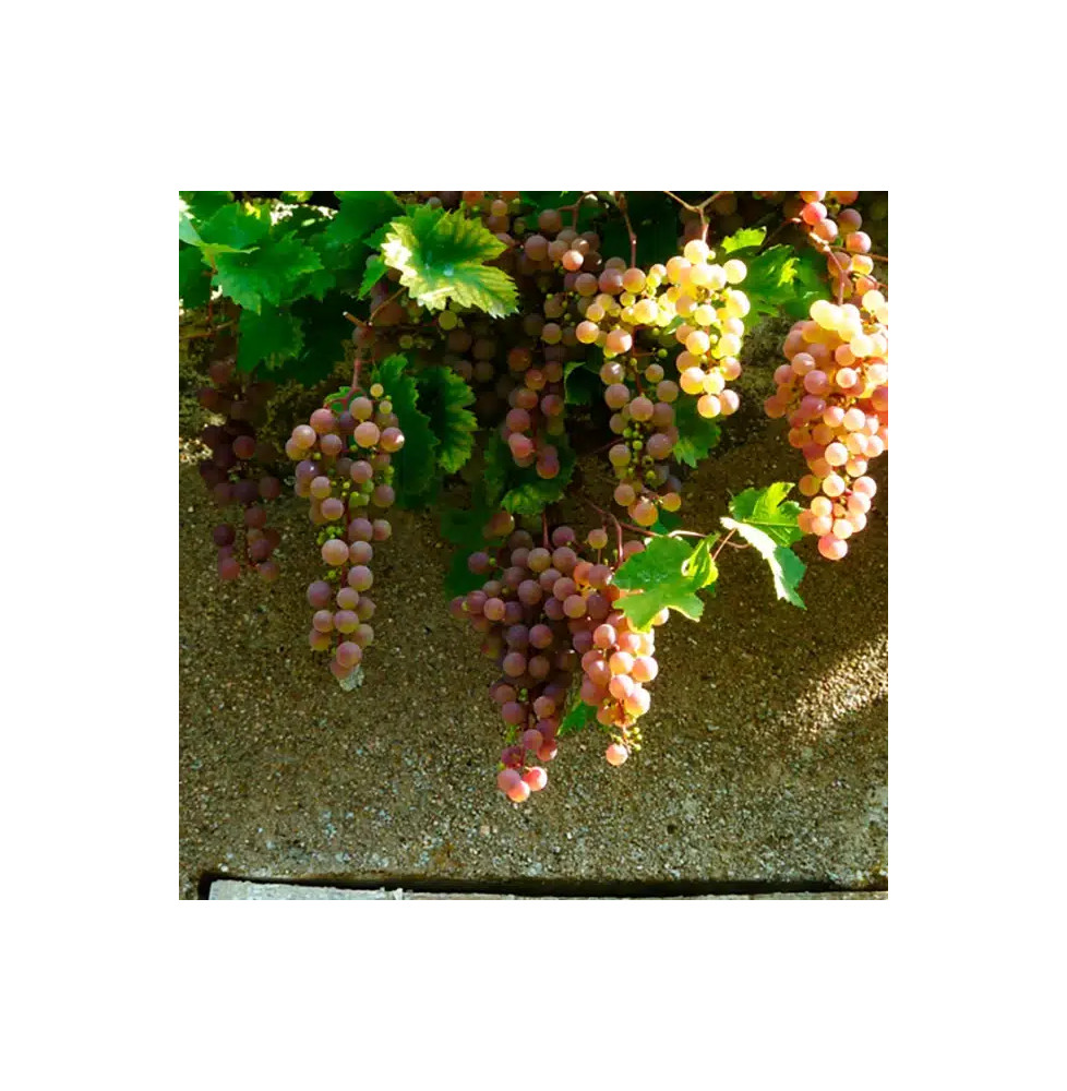 Vigne 'Chasselas Rose' - vitis vinifera