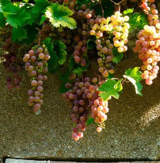 Pépinières Français PF_Vigne-Chas6 Vigne 'Chasselas Rose' - vitis vinifera