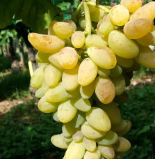 Vigne 'Cornichon Blanc' - vitis vinifera