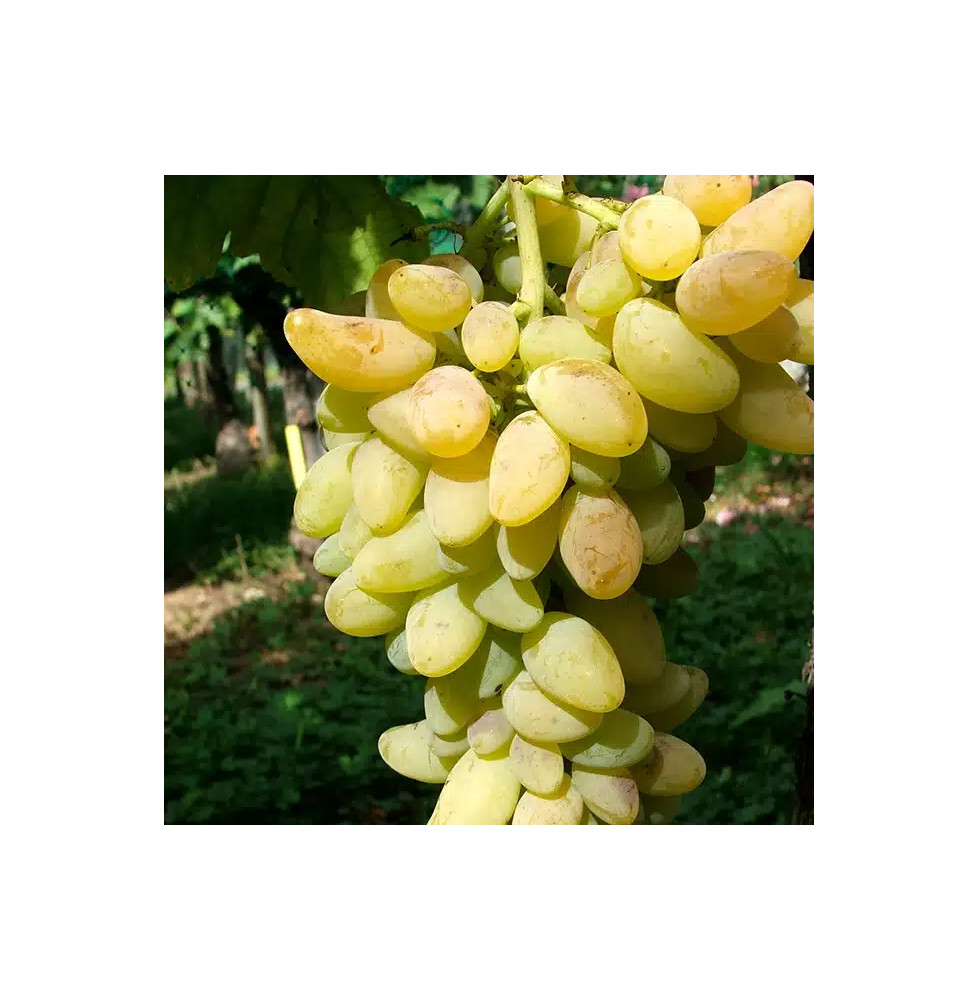 Vigne 'Cornichon Blanc' - vitis vinifera