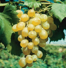 Vigne 'Dattier de Beyrouth' - vitis vinifera