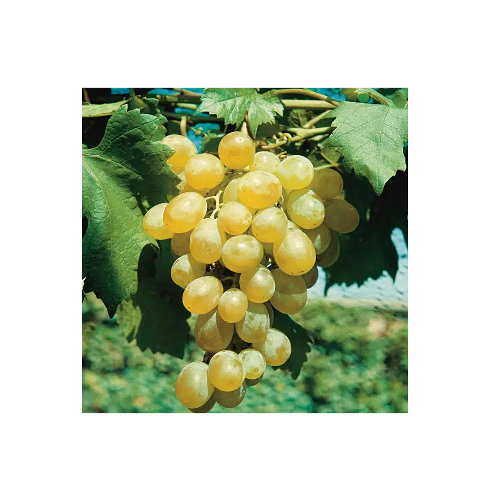 Vigne 'Dattier de Beyrouth' - vitis vinifera