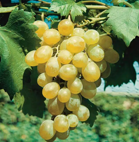 Vigne 'Dattier de Beyrouth' - vitis vinifera