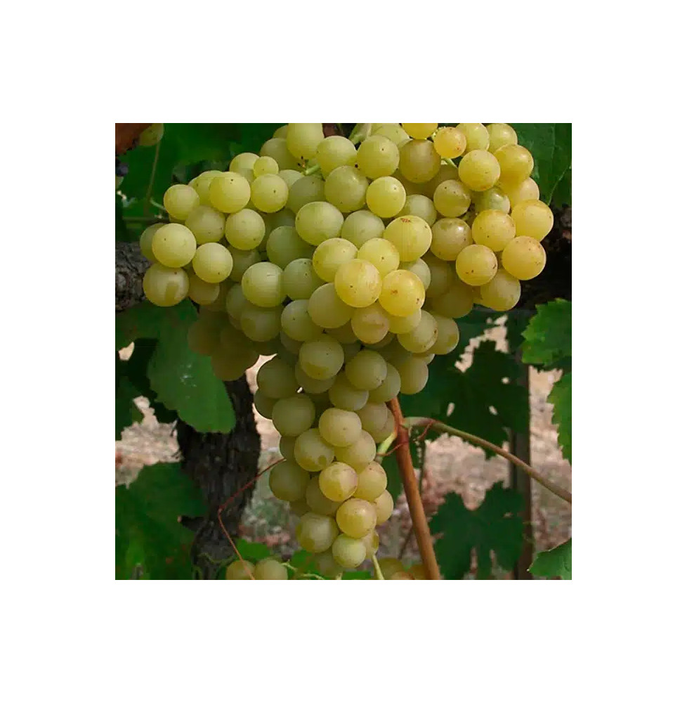 Vigne 'Exalta' - vitis vinifera