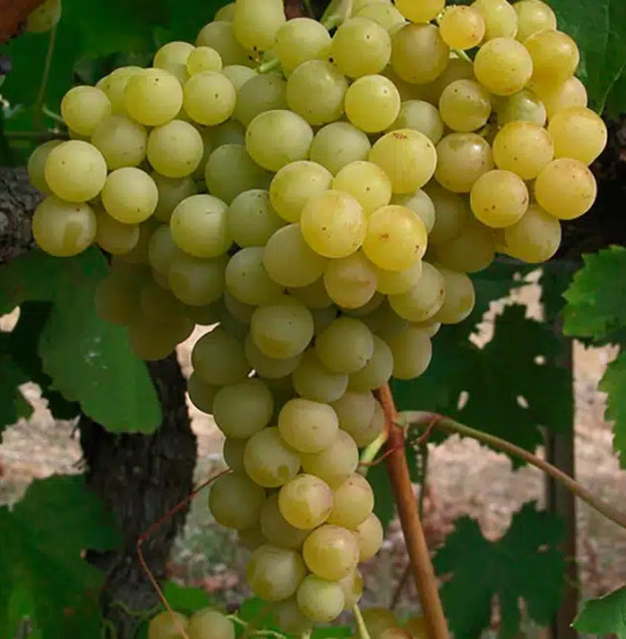 Vigne 'Exalta' - vitis vinifera