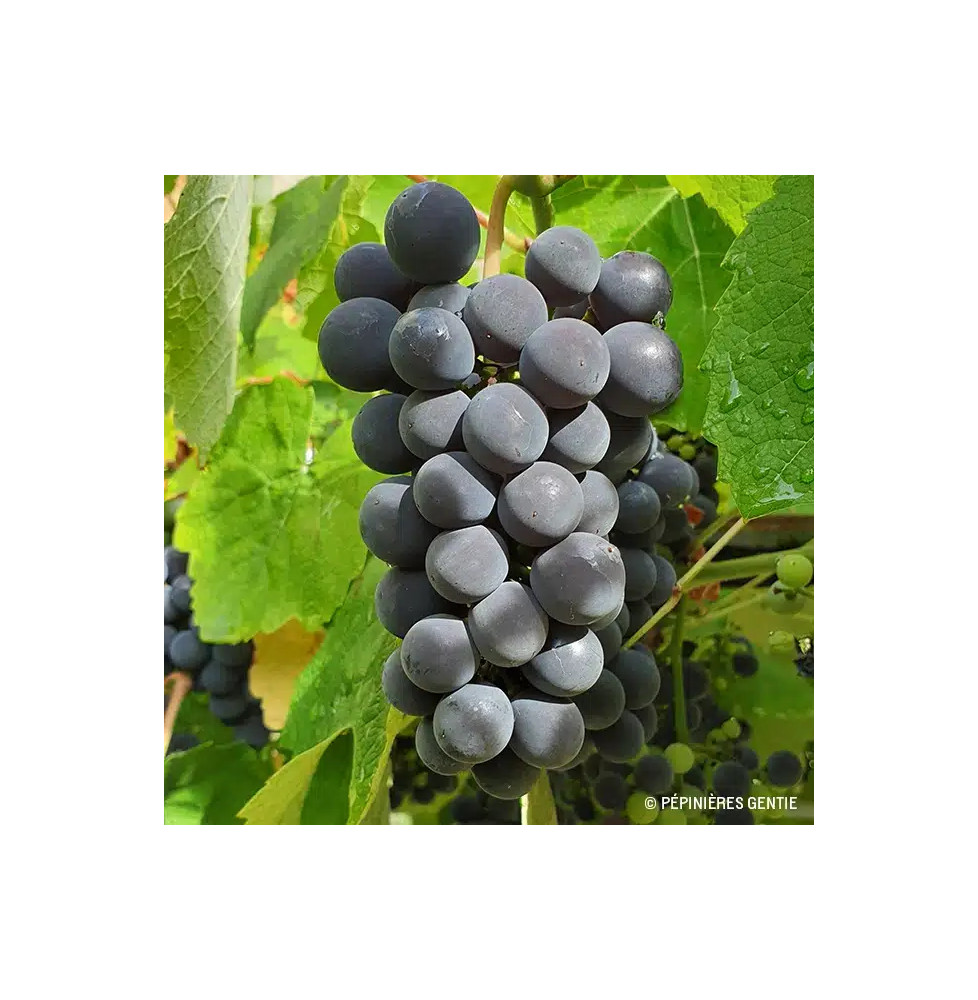 Vigne 'Isabelle' - vitis vinifera