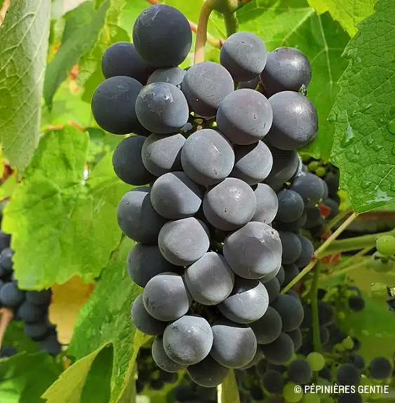 Vigne 'Isabelle' - vitis vinifera