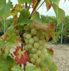 Vigne 'Italia' - vitis vinifera