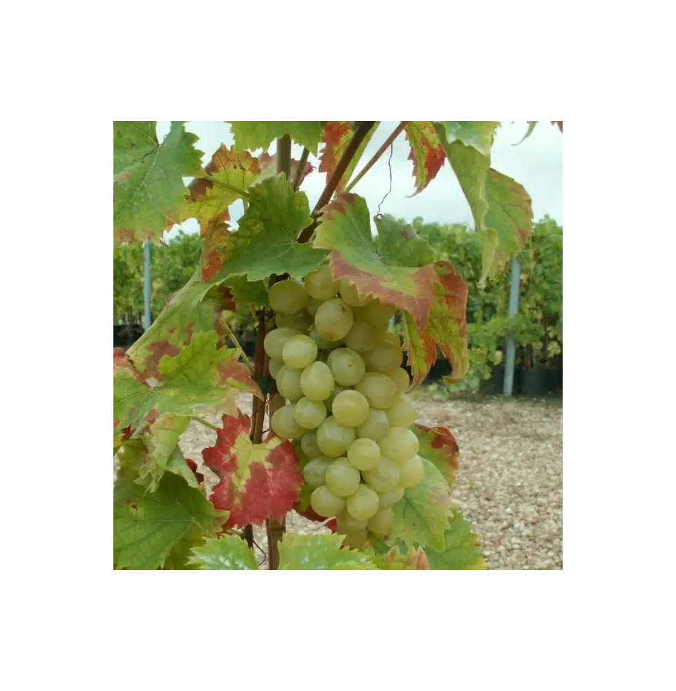 Vigne 'Italia' - vitis vinifera