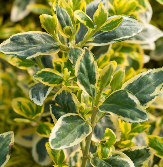 EUONYMUS japonicus ‘Bravo’ / Fusain du Japon 'Bravo'