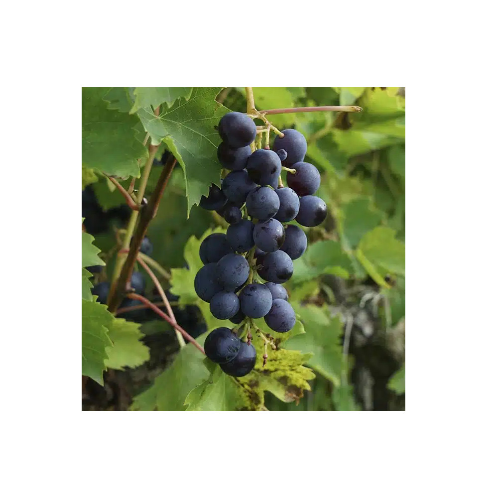 Vigne 'Muscat Bleu' - vitis vinifera