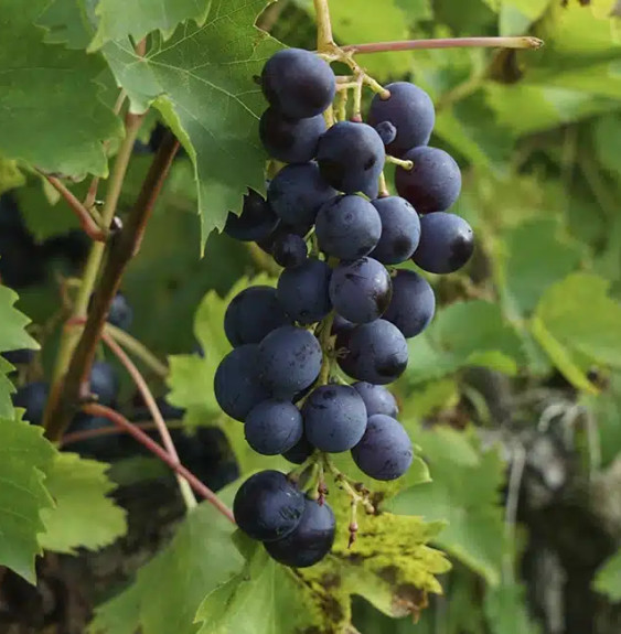 Vigne 'Muscat Bleu' - vitis vinifera