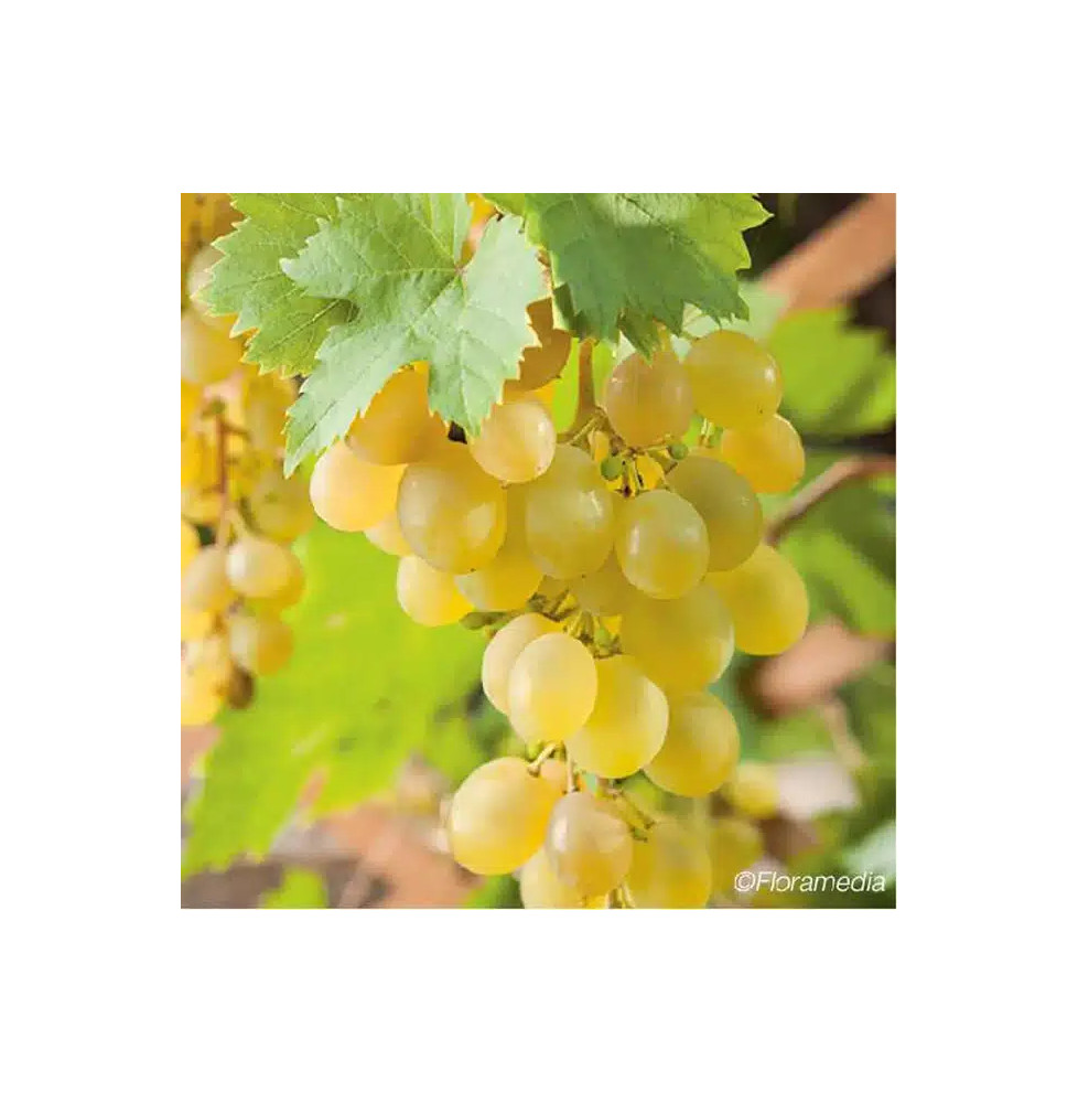 Vigne 'Muscat d'Alexandrie' - vitis vinifera