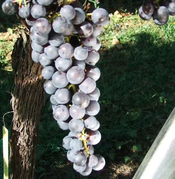 Vigne 'Noir Hâtif de Marseille'- vitis vinifera