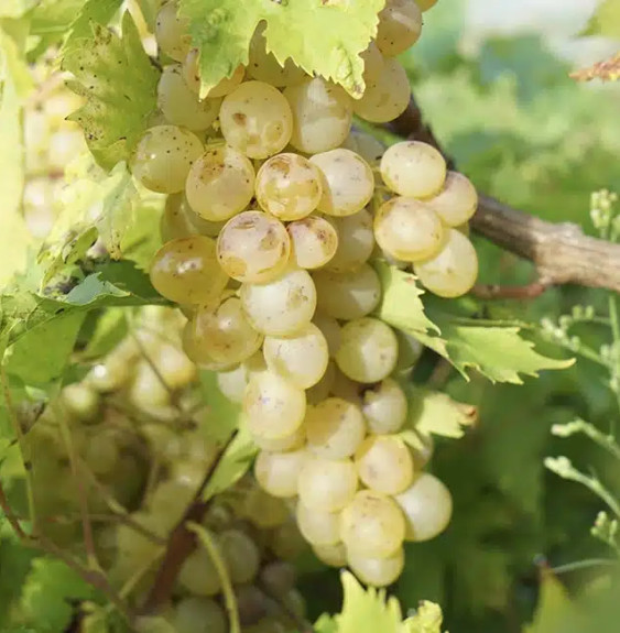 Vigne 'Perle de Csaba' - vitis vinifera