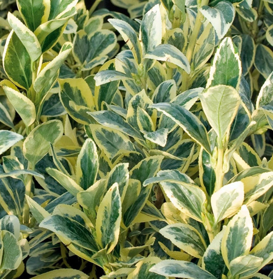 EUONYMUS japonicus ‘Bravo’ / Fusain du Japon 'Bravo'