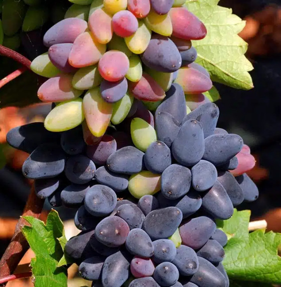 Vigne 'Philipp' - vitis vinifera