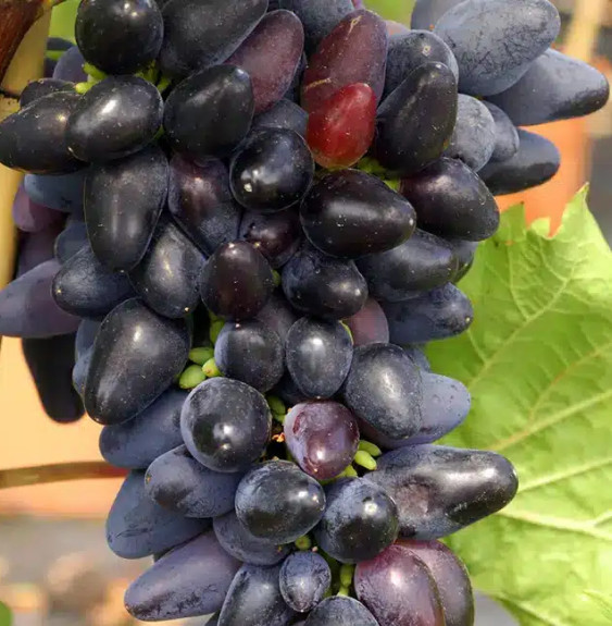 Vigne 'Philipp' - vitis vinifera