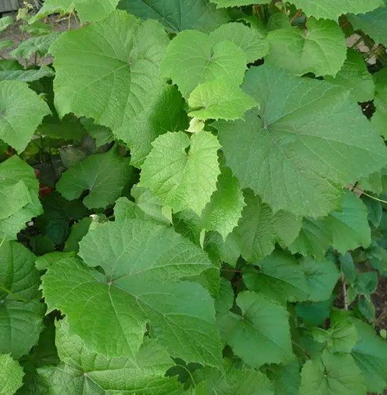 Vigne de Coignet - vitis coignetiae