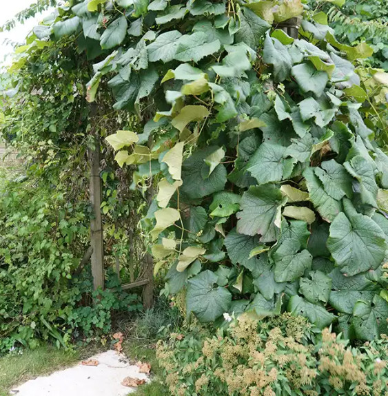 Pépinières Français PF_Vigne-de-C Vigne de Coignet - vitis coignetiae