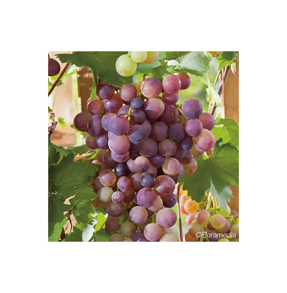 Vigne rouge 'Cardinal' - vitis vinifera