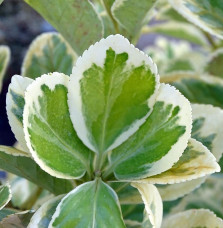 EUONYMUS japonicus ‘Président Gauthier’ / Fusain du Japon 'President Gauthier'