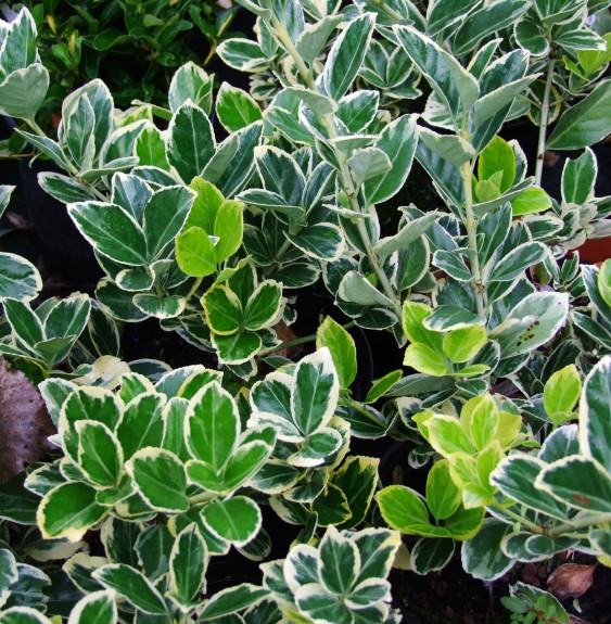 EUONYMUS japonicus ‘Président Gauthier’ / Fusain du Japon 'President Gauthier'