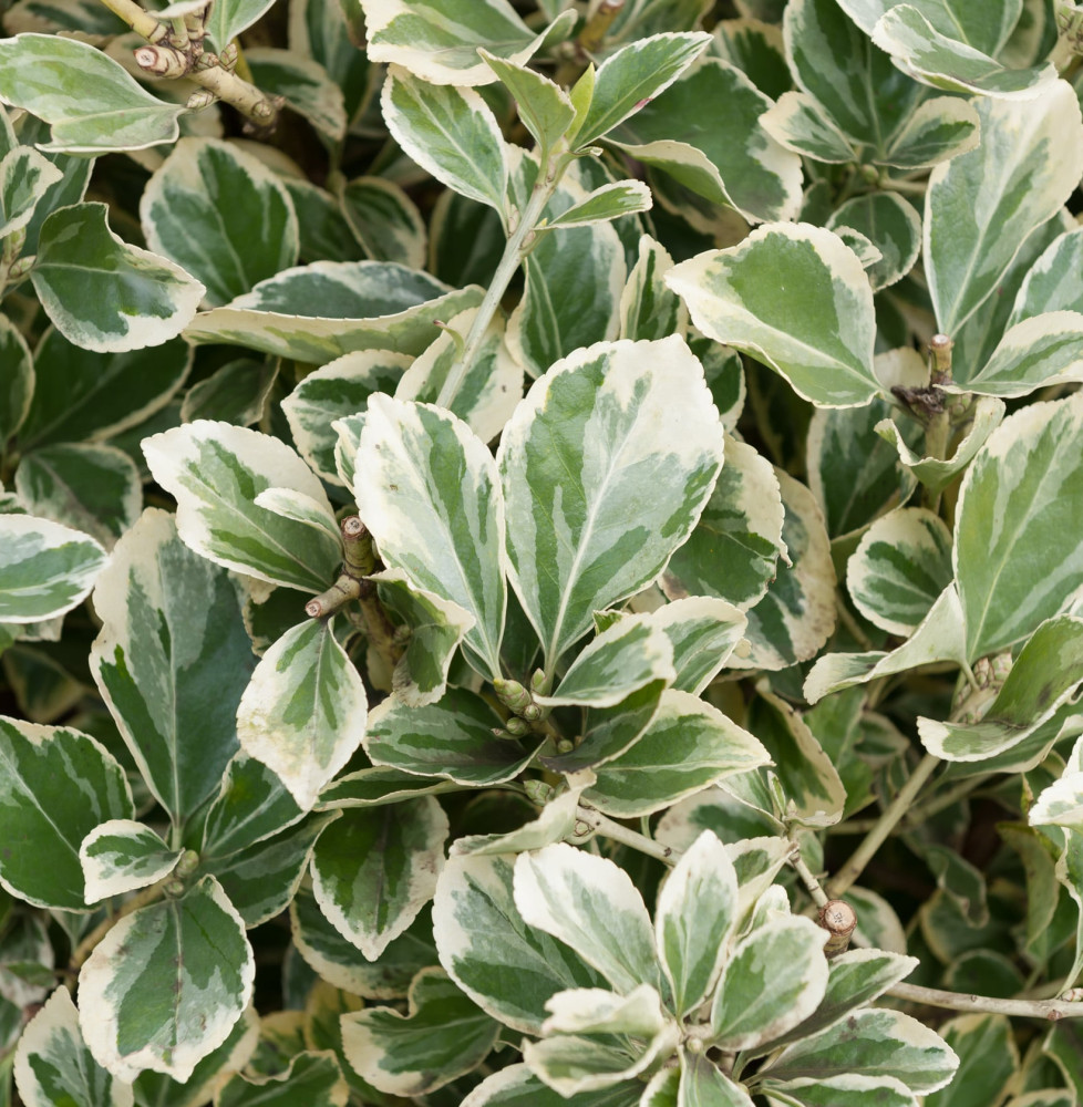 EUONYMUS japonicus ‘Président Gauthier’ / Fusain du Japon 'President Gauthier'