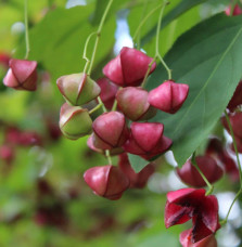 EUONYMUS planipes / Fusain