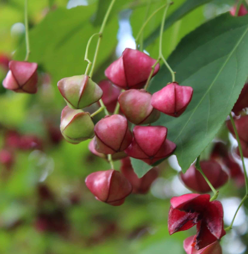 EUONYMUS planipes / Fusain